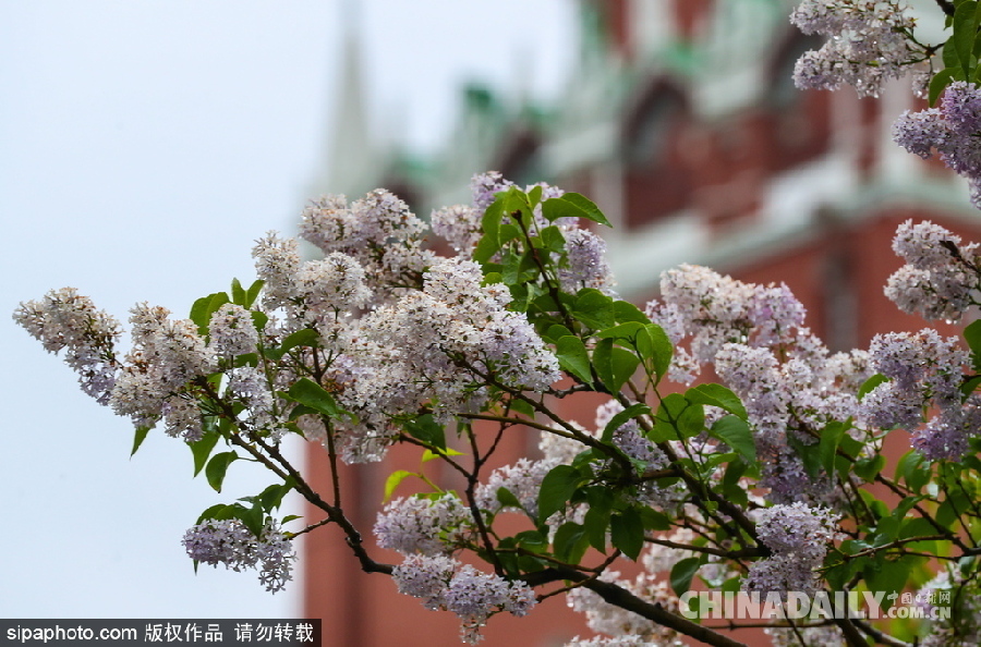 俄羅斯莫斯科街頭丁香花盛開 清新淡雅