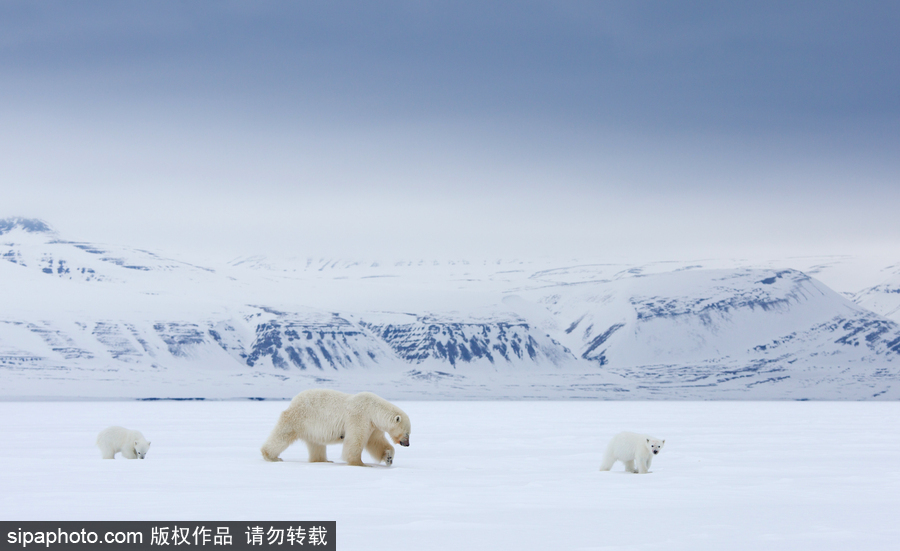 靜謐天地之間 冰天雪地中的北極熊和幼崽