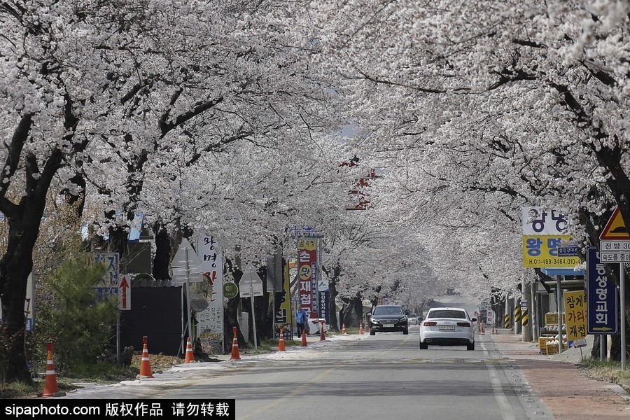 河東十里櫻花路！韓國河東郡櫻花盛放春意醉人